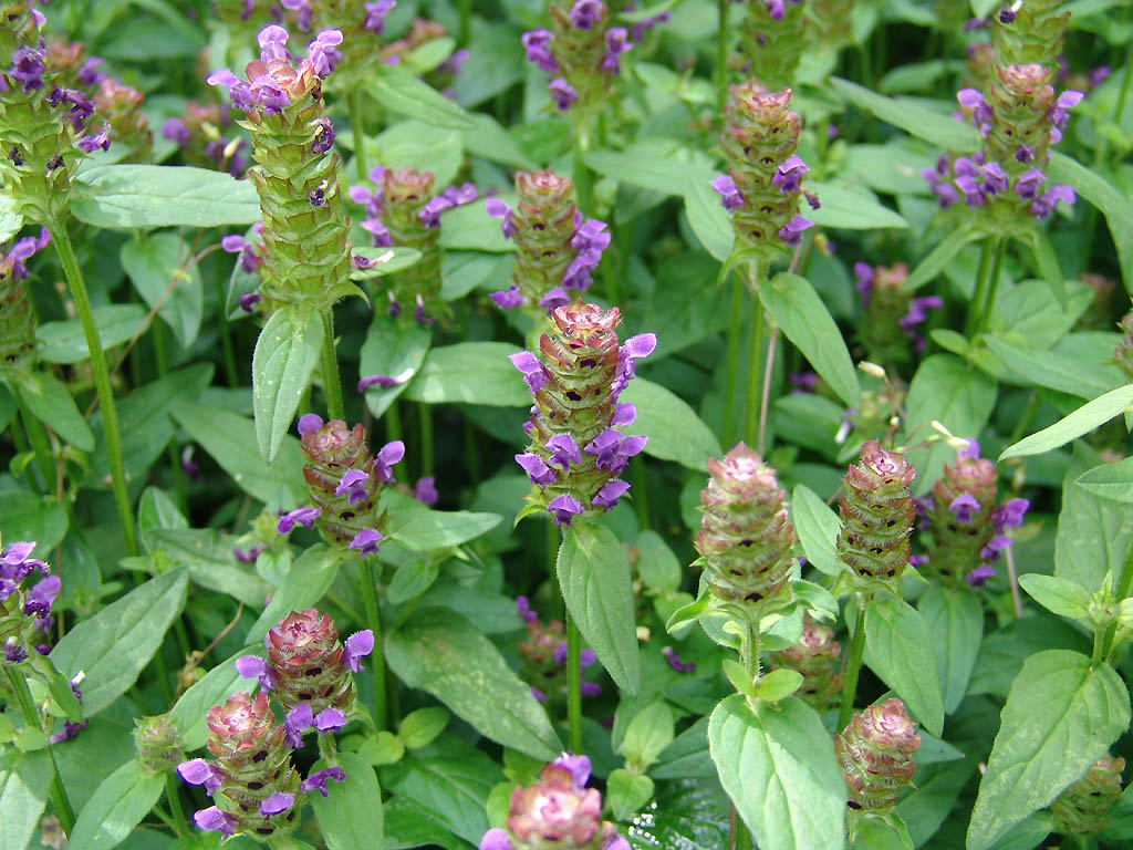 Self - Heal